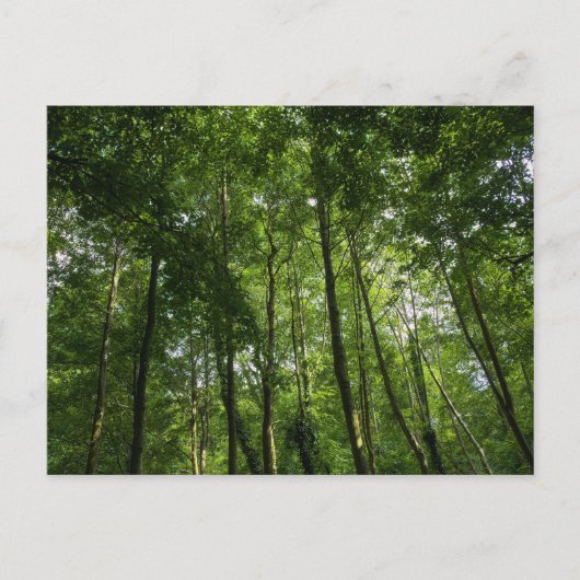 ウッドランドキャノピー。ブートパーク・ブラックワイア・ウッズ ポストカード (正面)