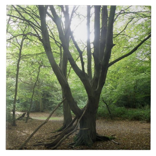 ウッドランドサンシャインタイル タイル (正面)