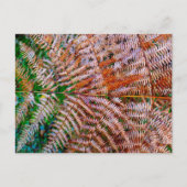 ウッドランドシダ ポストカード (正面)