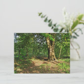 ウッドランドシーン。カーディフ・ブラックワイア・ウッズ カード (スタンド正面)