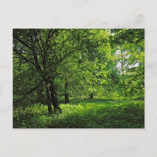 ウッドランドシーン。カーディフ・ブラックワイア・ウッズ ポストカード (正面)