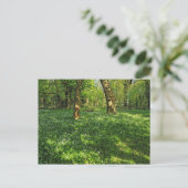 ウッドランドシーン。ブラックワイア・ウッズ、カーディフ・ポストカード ポストカード (スタンド正面)
