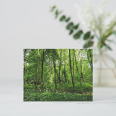 ウッドランドシーン。ブラックワイア・ウッズ、カーディフ・ポストカード ポストカード (スタンド正面)