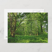 ウッドランドシーン。ブラックワイア・ウッズ、カーディフ・ポストカード ポストカード (正面/裏面)