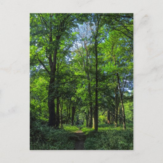 ウッドランドパス。ウェールズ、カーディフ、ブラックワイア・ウッズ。 ポストカード (正面)