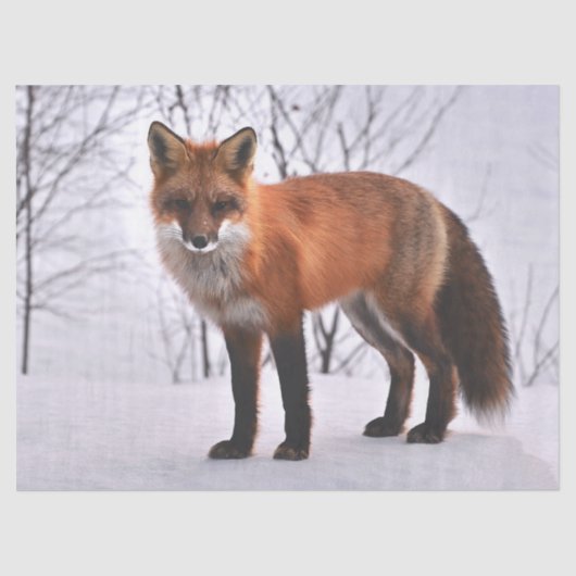 ウッドランドフォックスティッシュペーパー 薄葉紙 (正面)