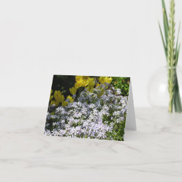 ウッドランドフロックス(Phlox divaricata)カード シーズンカード