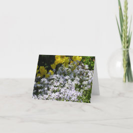 ウッドランドフロックス(Phlox divaricata)カード シーズンカード