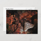 ウッドランドモス ポストカード (正面/裏面)