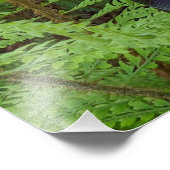 ウッドランド・ジャックイン・ザ・プルピット植物植物学 フォトプリント            (角)