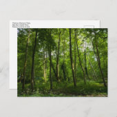 ウッドランド。ブラックワイア・ウッズ，ブート・パーク，カーディフ，ウォルズ ポストカード (正面/裏面)
