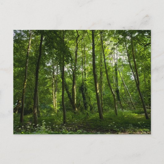 ウッドランド。ブラックワイア・ウッズ，ブート・パーク，カーディフ，ウォルズ ポストカード (正面)