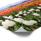 ウッドンシュー・チューリップ農園 ポスター (角)