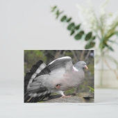 ウッド・ハト ポストカード (スタンド正面)