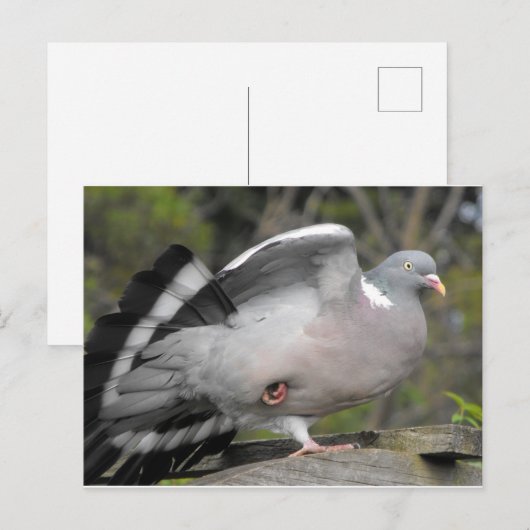 ウッド・ハト ポストカード (正面/裏面)