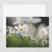 ウッドAnemone自然フォトカード (正面/裏面)