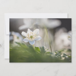ウッドAnemone自然フォトカード
