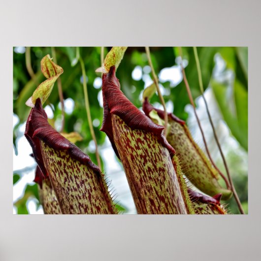 ウツボカズラの植物 ポスター (正面)