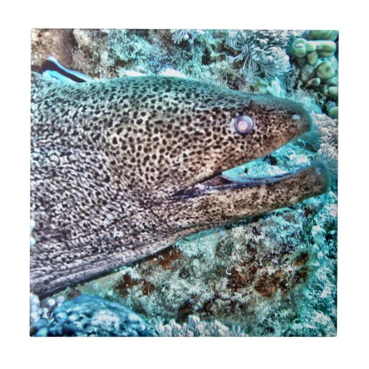 ウツボ タイル (正面)