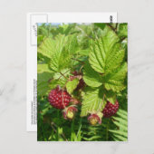 ウナアラスカ島のサルモンベリー ポストカード (正面/裏面)