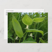 ウナアラスカ島のスイカ・ベリーの花 ポストカード (正面/裏面)