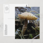 ウナアラスカ島のスカリーキノコ ポストカード (正面/裏面)