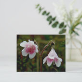 ウナアラスカ島のツイン花 ポストカード (スタンド正面)