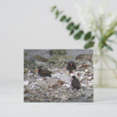 ウナアラスカ島の海岸の牡蠣 ポストカード (スタンド正面)