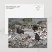 ウナアラスカ島の海岸の牡蠣 ポストカード (正面/裏面)