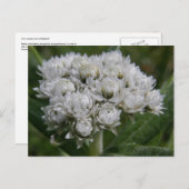 ウナアラスカ島の真珠のような永遠の島 ポストカード (正面/裏面)