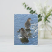 ウナアラスカ島の緑の翼を持つティール（緑がかった色）アヒル ポストカード (スタンド正面)