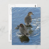 ウナアラスカ島の緑の翼を持つティール（緑がかった色）アヒル ポストカード (正面/裏面)