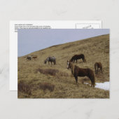 ウナアラスカ島の野生の馬 ポストカード (正面/裏面)