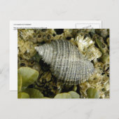 ウナアラスカ島カタツムリ ポストカード (正面/裏面)