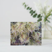 ウナアラスカ島トゥンドラ・モス ポストカード (スタンド正面)