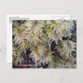 ウナアラスカ島トゥンドラ・モス ポストカード (正面/裏面)