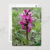ウナアラスカ島パープルボグオーキッド ポストカード (正面/裏面)