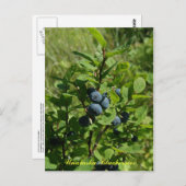 ウナアラスカ島ブルーベリーブッシュ ポストカード (正面/裏面)