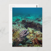 ウナギのツジ ポストカード (正面/裏面)