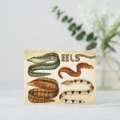 ウナギ ポストカード (スタンド正面)