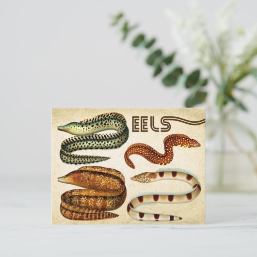 ウナギ ポストカード (スタンド正面)