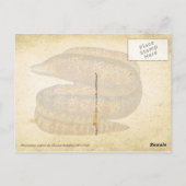 ウナギ ポストカード (裏面)