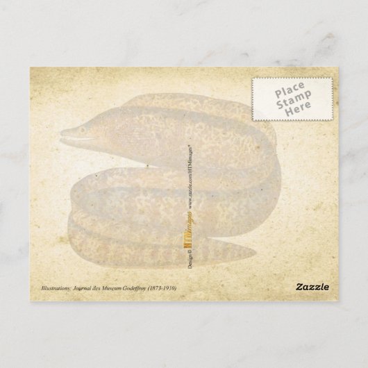 ウナギ ポストカード (裏面)