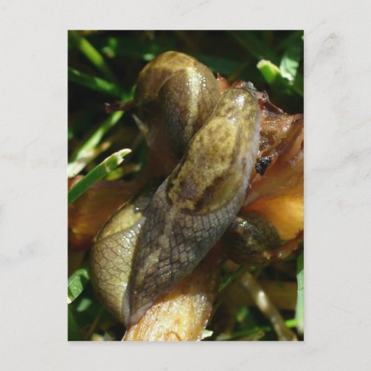 ウナスカ島スラグ ポストカード (正面)