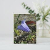 ウナスカ島、マウンテンハレベル ポストカード (スタンド正面)