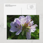 ウナスカ島、Cranesbill Geraniums ポストカード (正面/裏面)