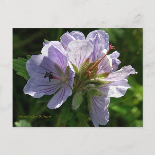 ウナスカ島、Cranesbill Geraniums ポストカード (正面)