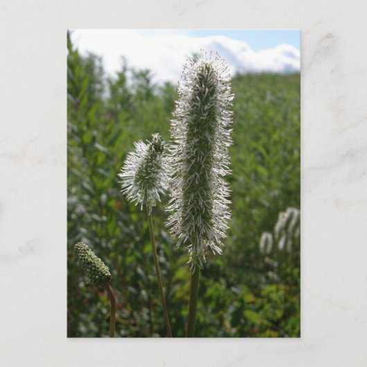 ウナ素晴らしラスカバーネット ポストカード (正面)