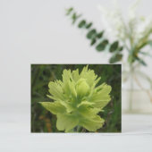 ウナ絵を描ラス島のブラシの花 ポストカード (スタンド正面)