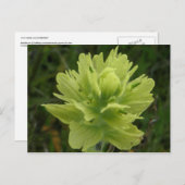 ウナ絵を描ラス島のブラシの花 ポストカード (正面/裏面)